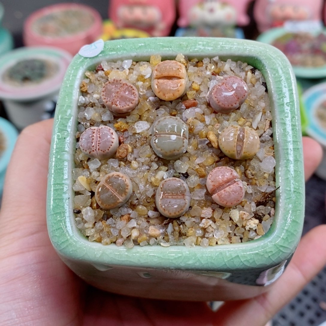 生石花花花花花185