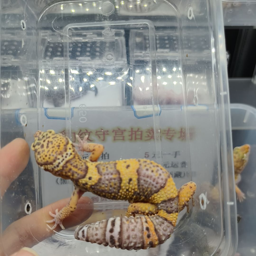 豹纹守宫豹纹守宫拍品贝尔