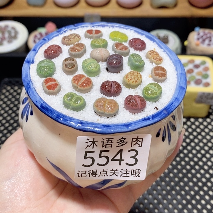 带盆土植物 一物一拍 5543