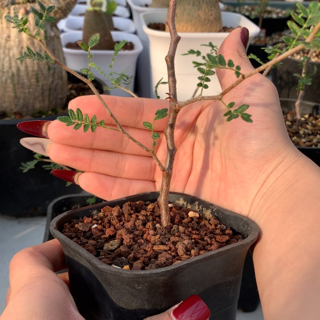 滔天橄榄带盆发货