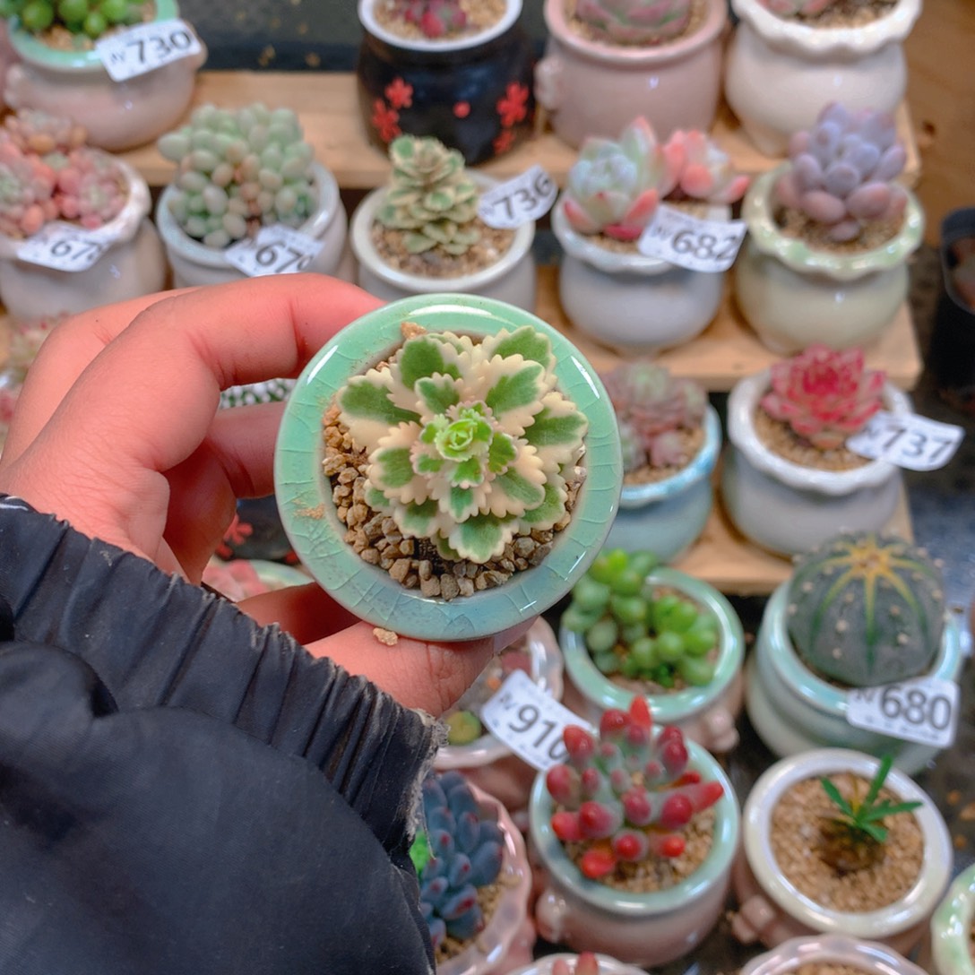 美肉肉噢噢噢噢噢噢噢噢噢