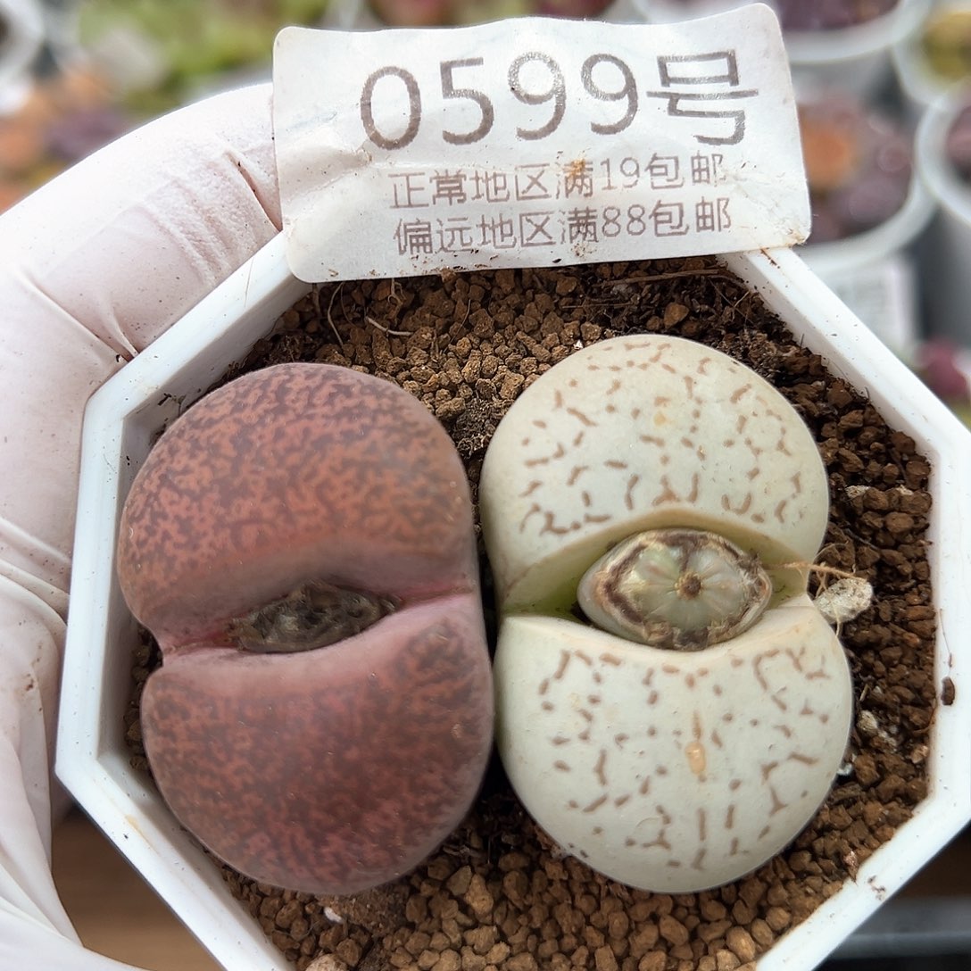 好养易活生石花大母本0599