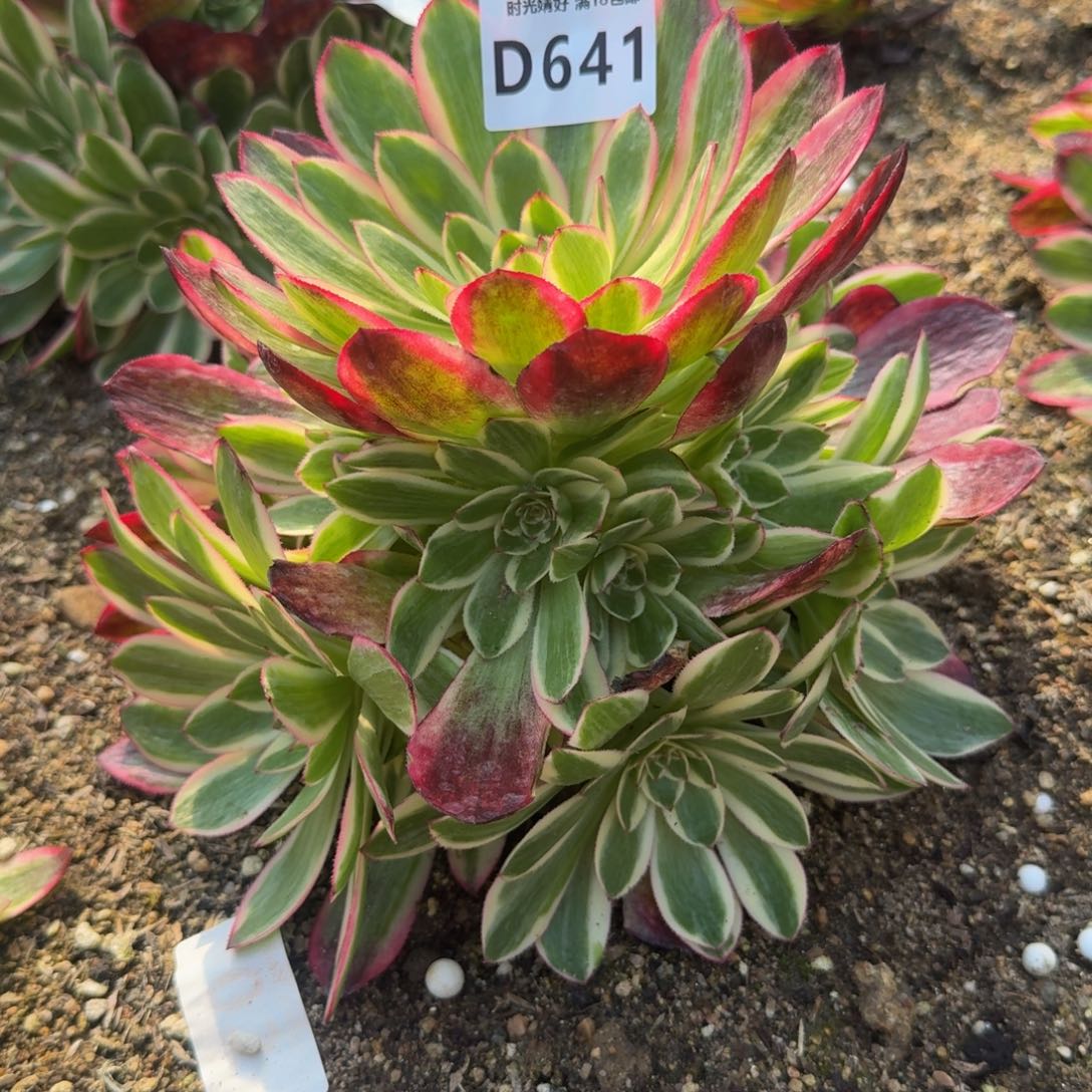 641 云荷。 多肉植物