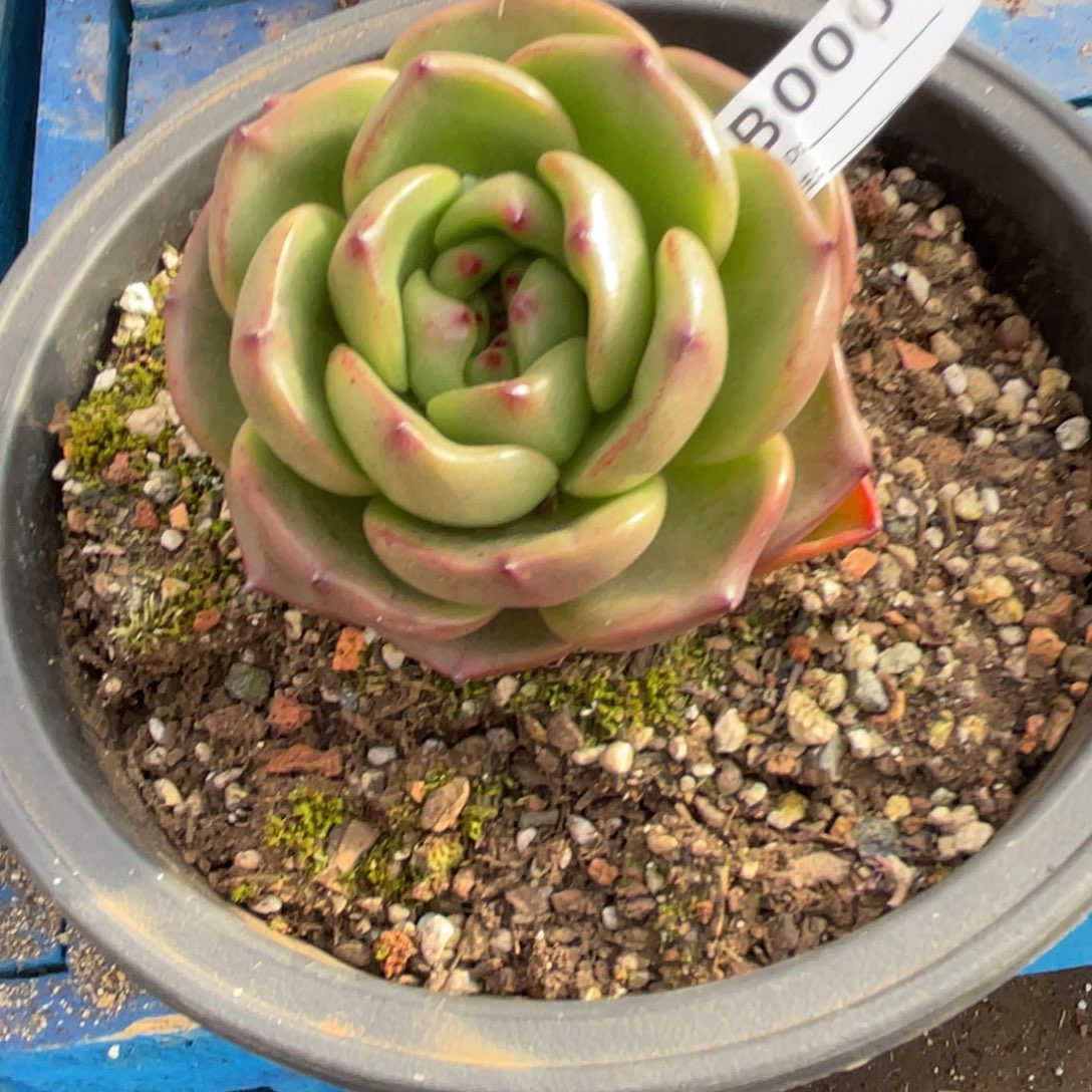 无花朵若如东云单拍D000