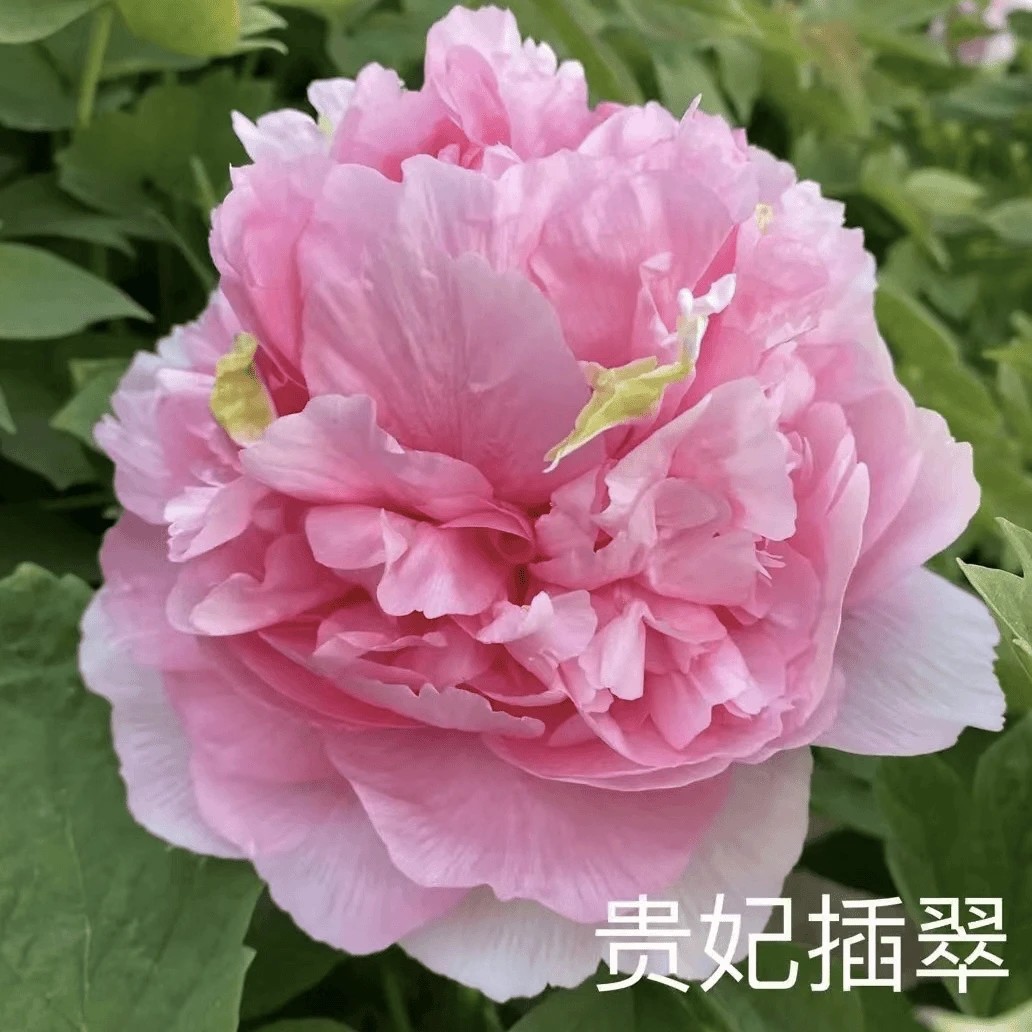 【贵妃插翠】正宗洛阳重瓣牡丹花苗北方耐寒盆栽地栽庭院花卉牡丹
