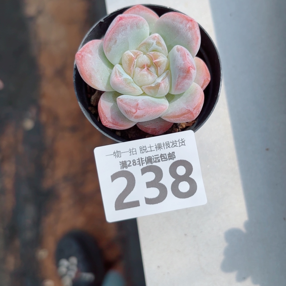 粉钻单头多肉多肉多肉