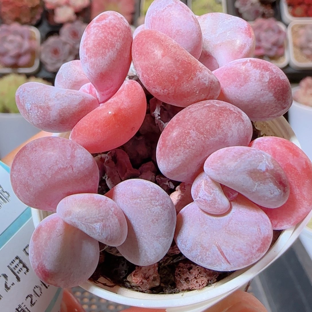 话多肉肉1205-108粉雪兔