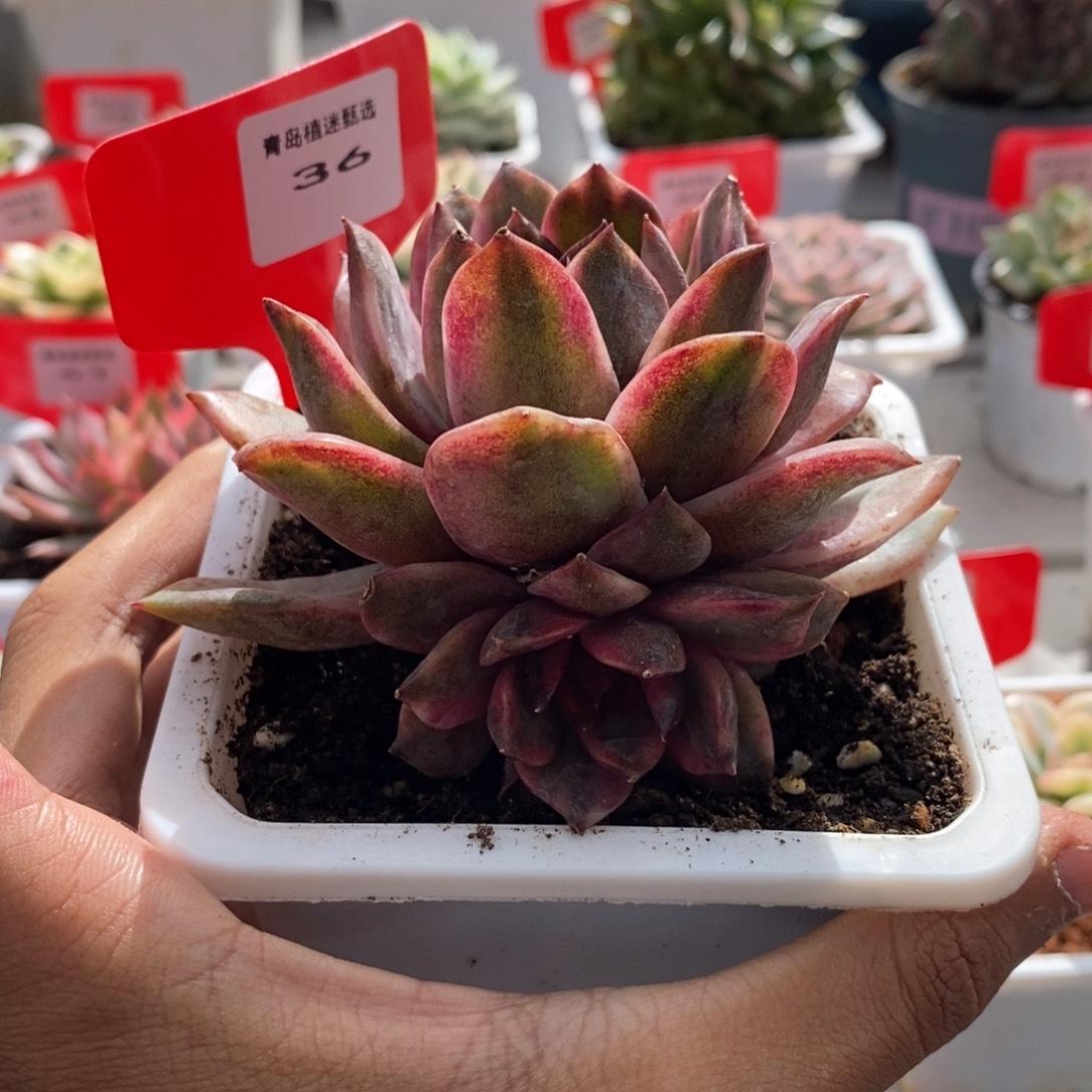 36号火焰玫瑰锦多肉