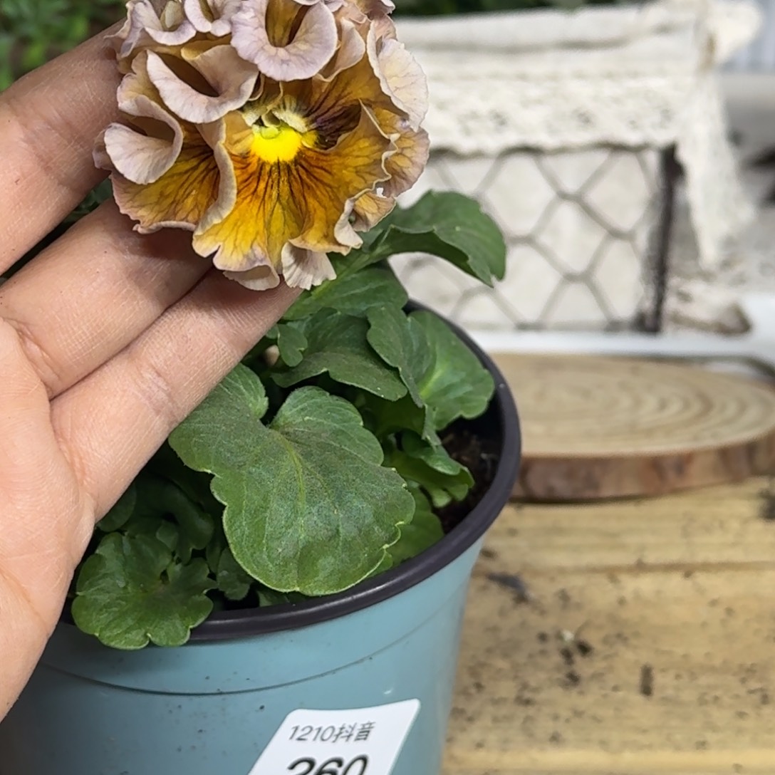 全部花朵1210 抖音一物一拍260号