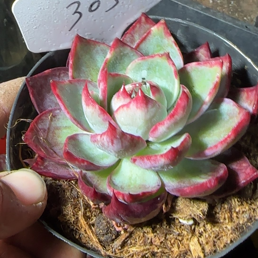 惊鸿一物一拍包装收缩花旱305