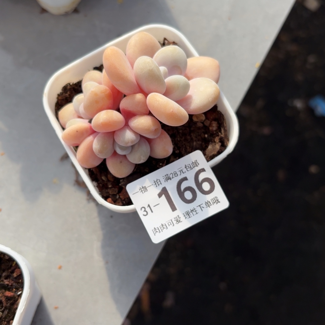 粉兔无盆土发货无盆