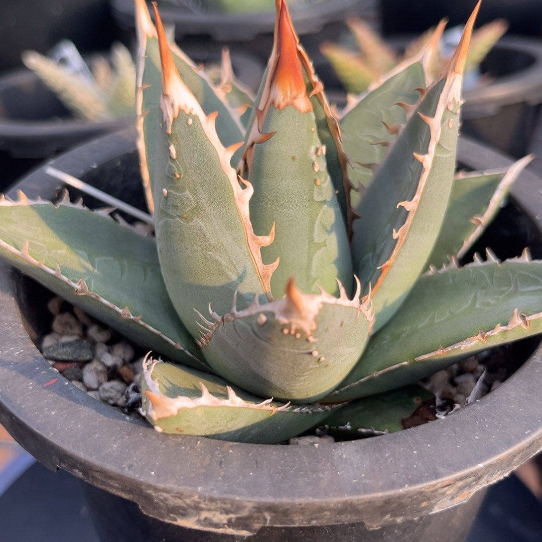 帝释天 绿植盆栽 优选