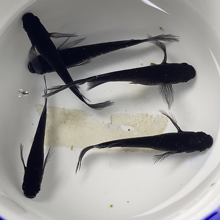 青鳉鱼松井长鳍大蛇5条