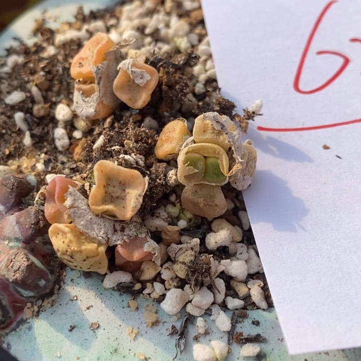 627方碗一群一群