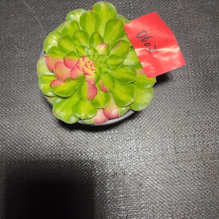 知否多肉植物保护0602