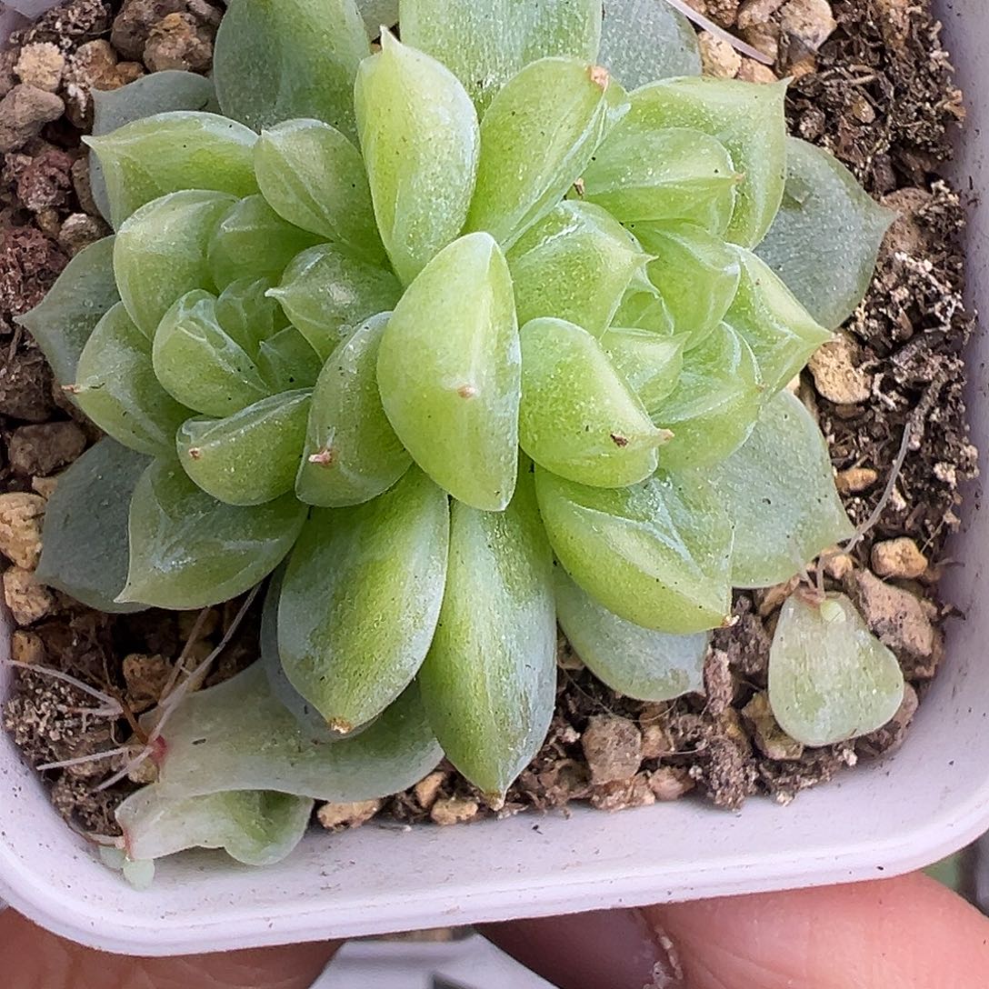 双头黄财富。       
