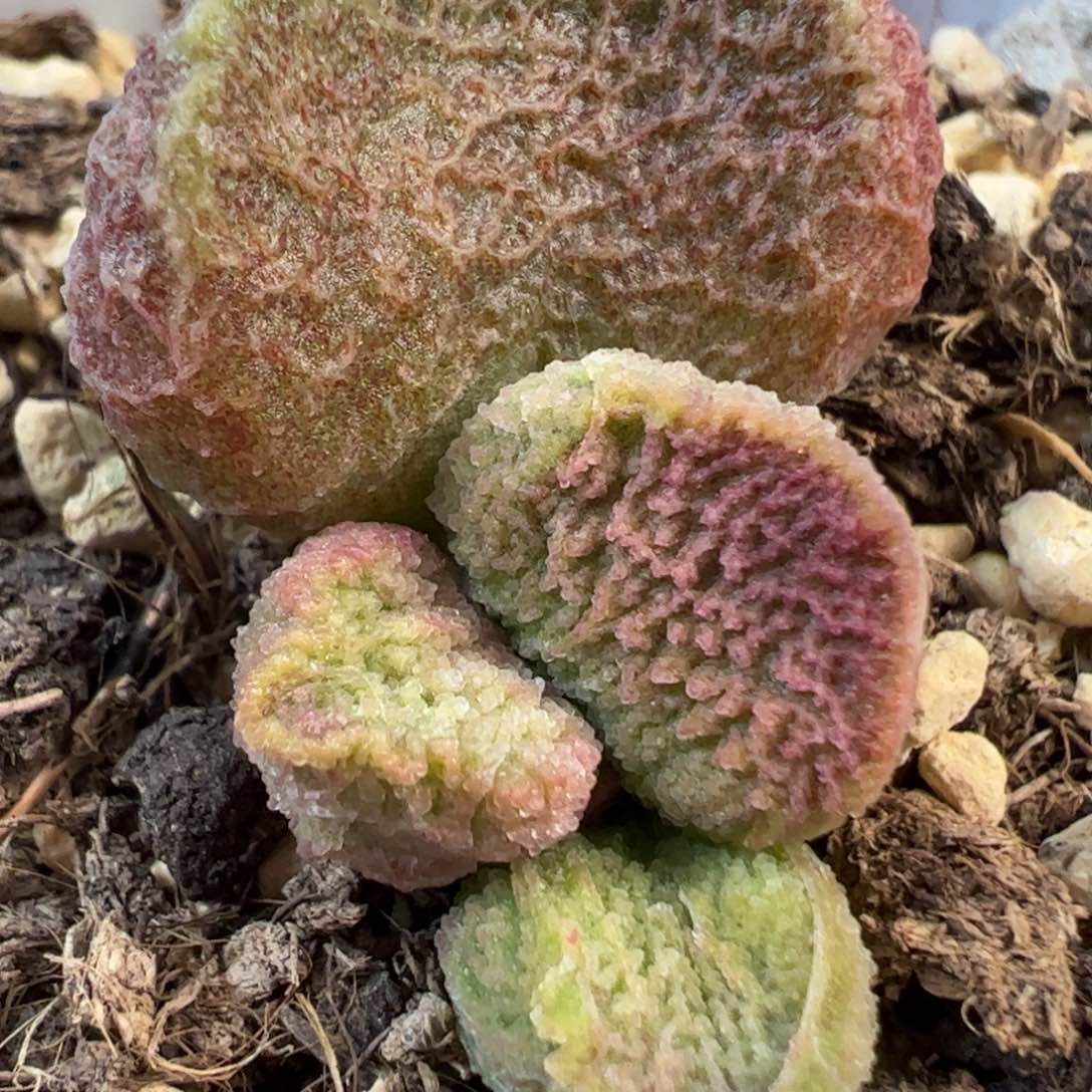 实生新品多肉植物水泡3号