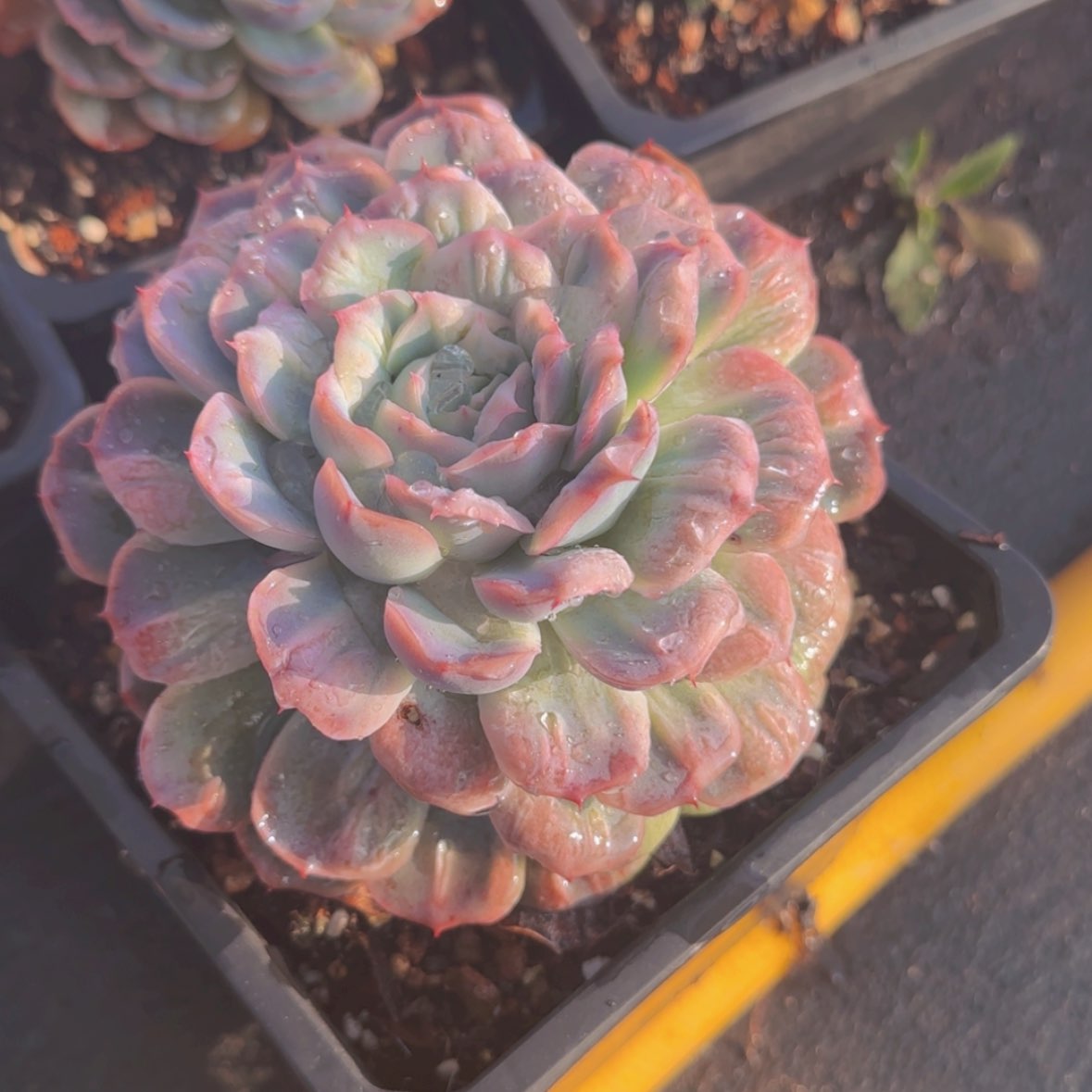 【闪购商品】母本泡泡纱裙29.9