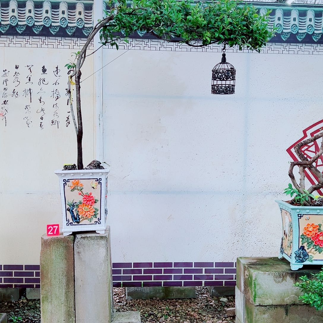 无花朵海岛春花一物一拍