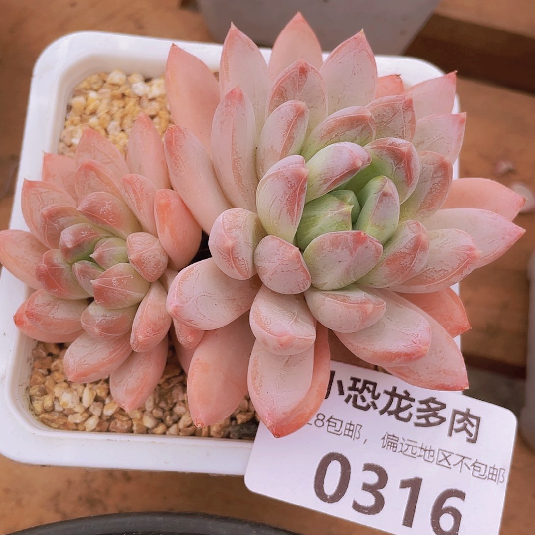 0316幻境之谜第！你