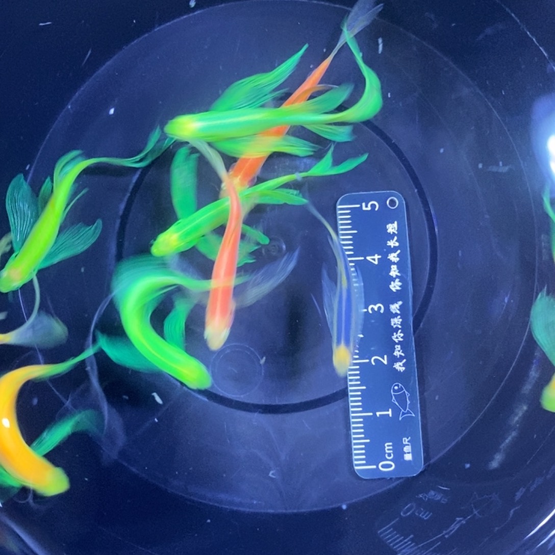 斑马鱼蝶翼斑马3-4厘米练手鱼微瑕疵10条