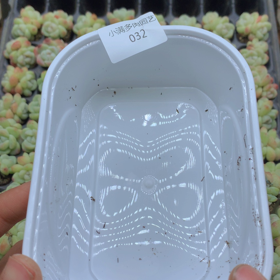 留言许愿款多肉032