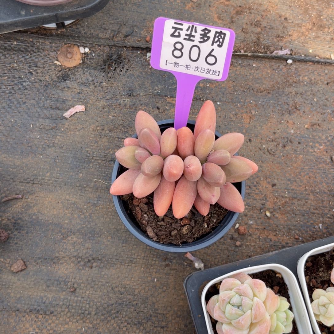 小****6云尘多肉一物一拍806