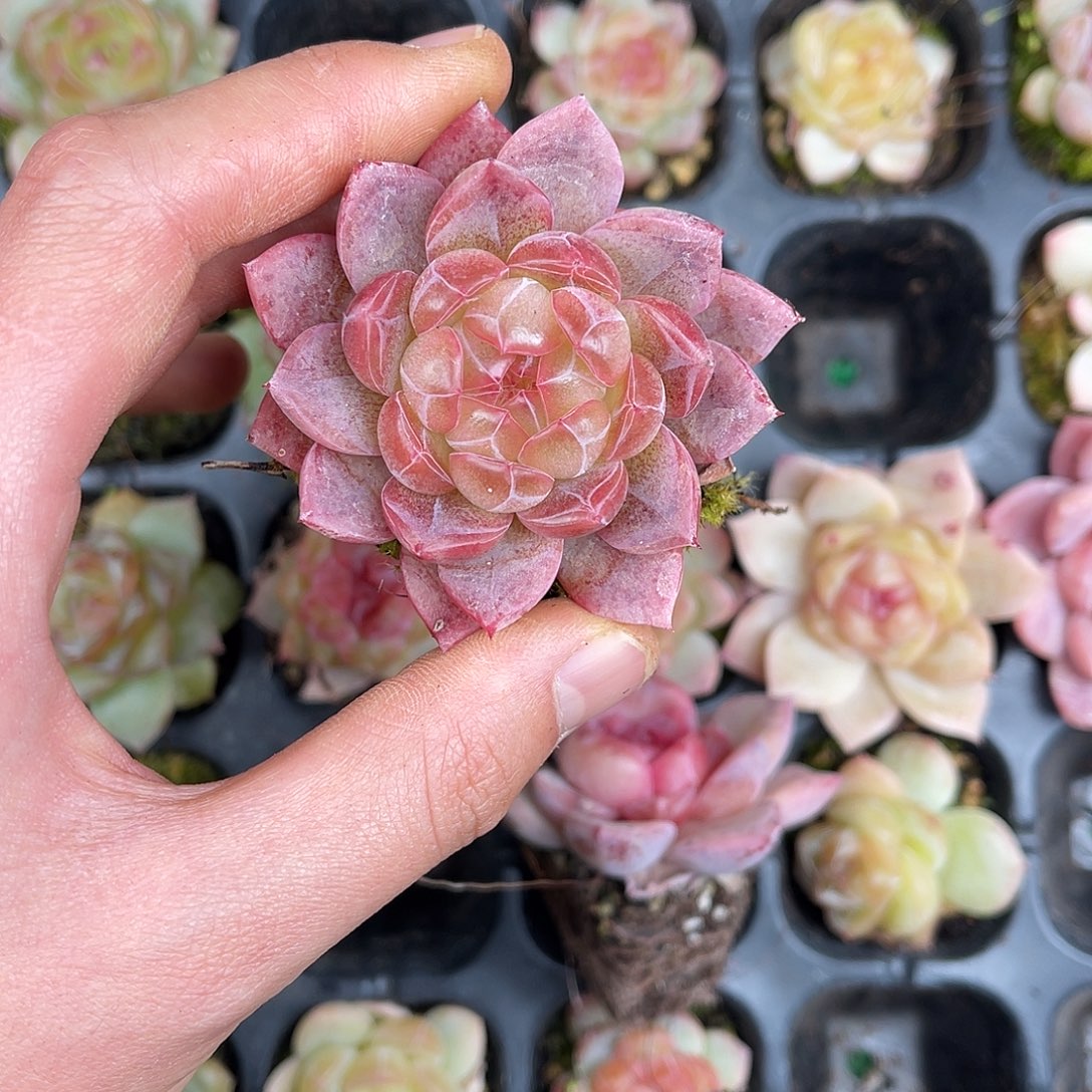 精品多肉一物一拍17-174