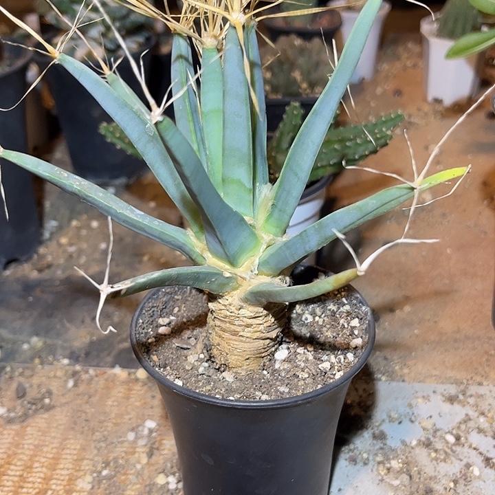 无花朵实生光山下单包邮