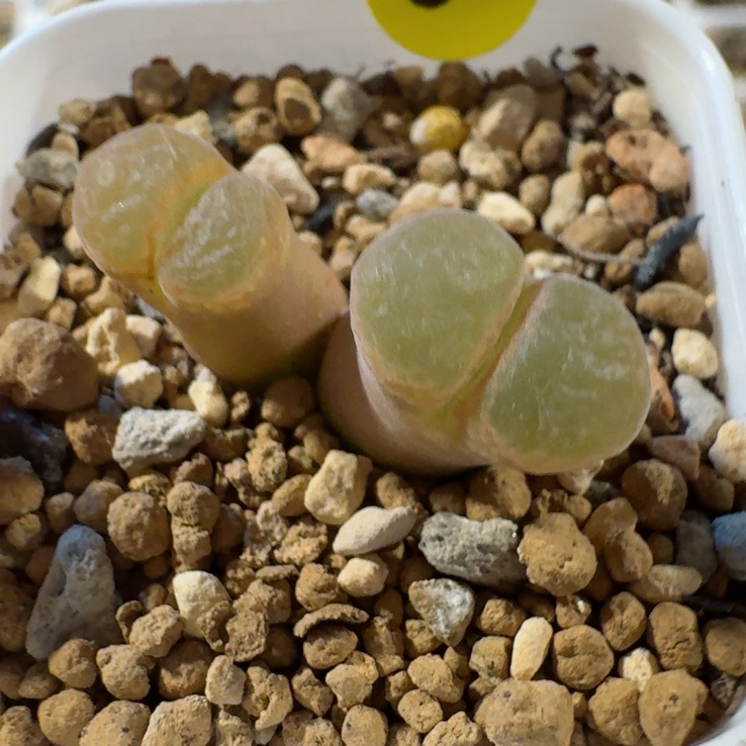 08......多肉.........