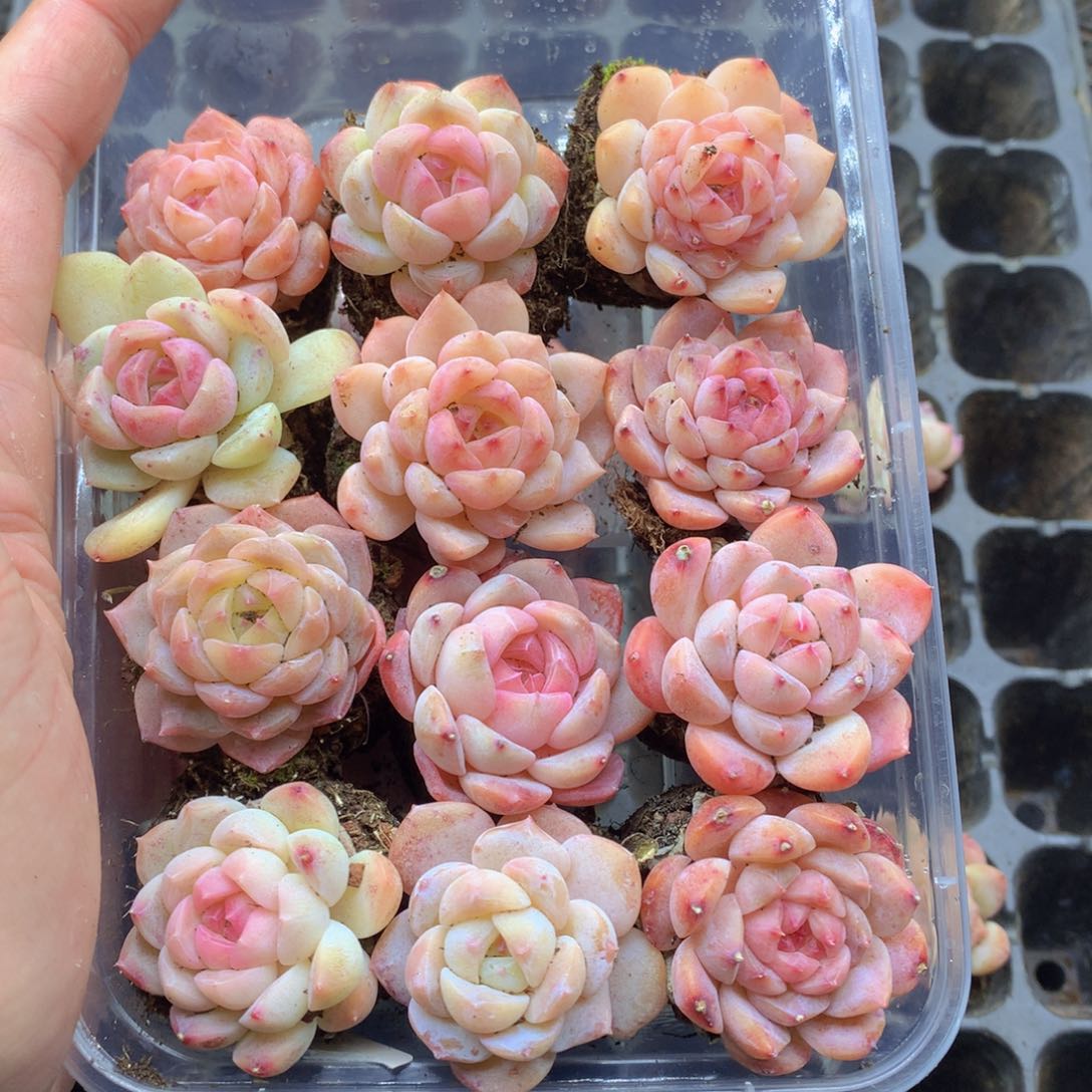 反反复复还是很开心35