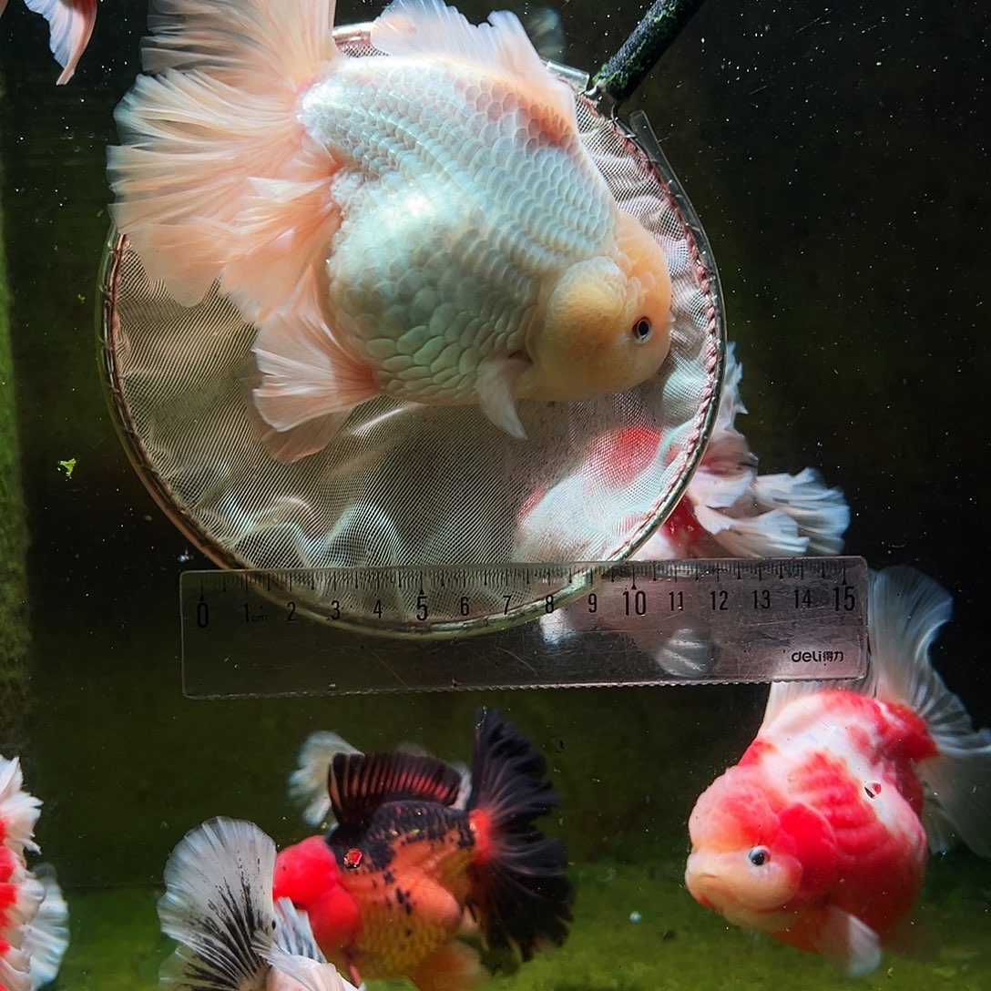 金鱼冷水金鱼百褶泰狮