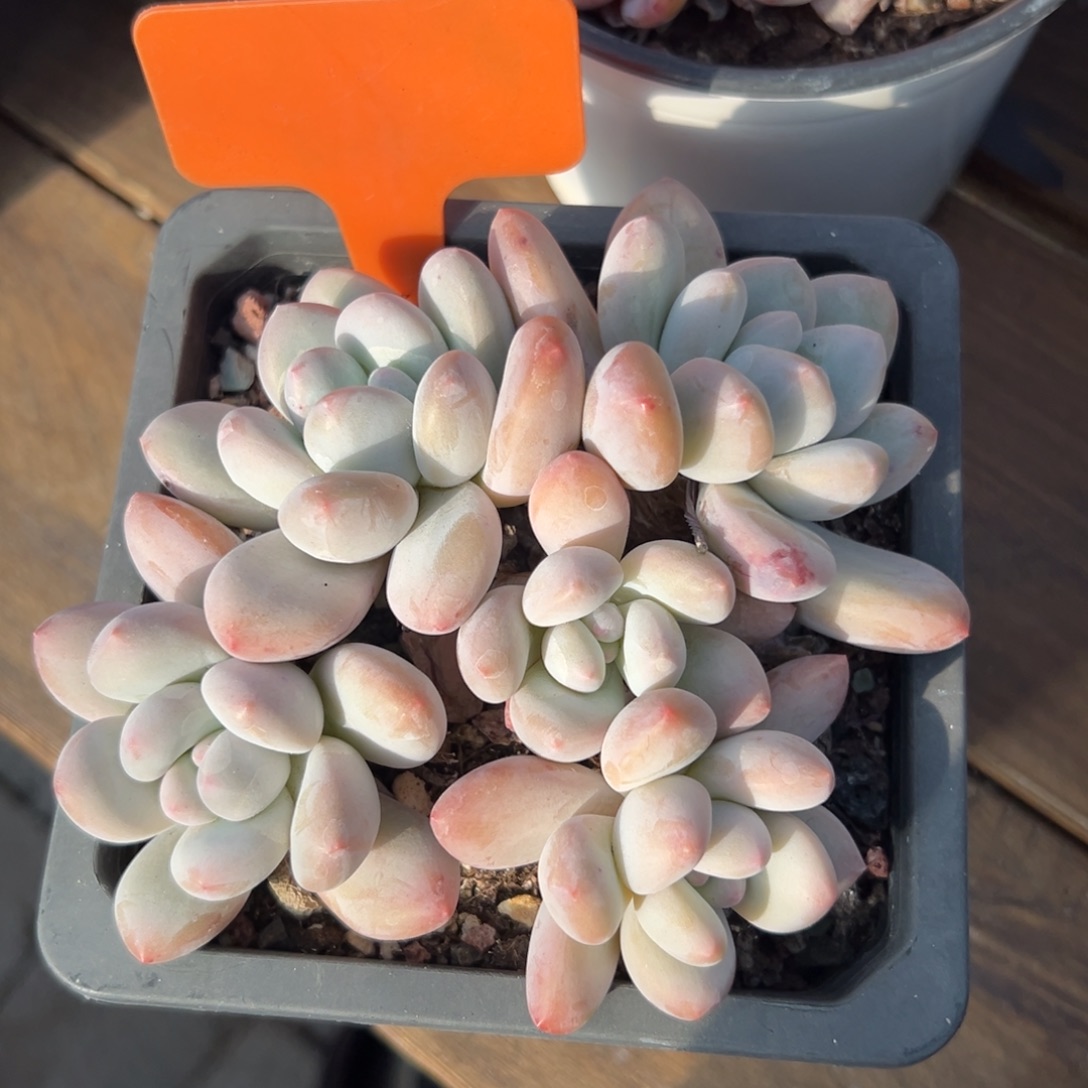 特价香水111111111111111