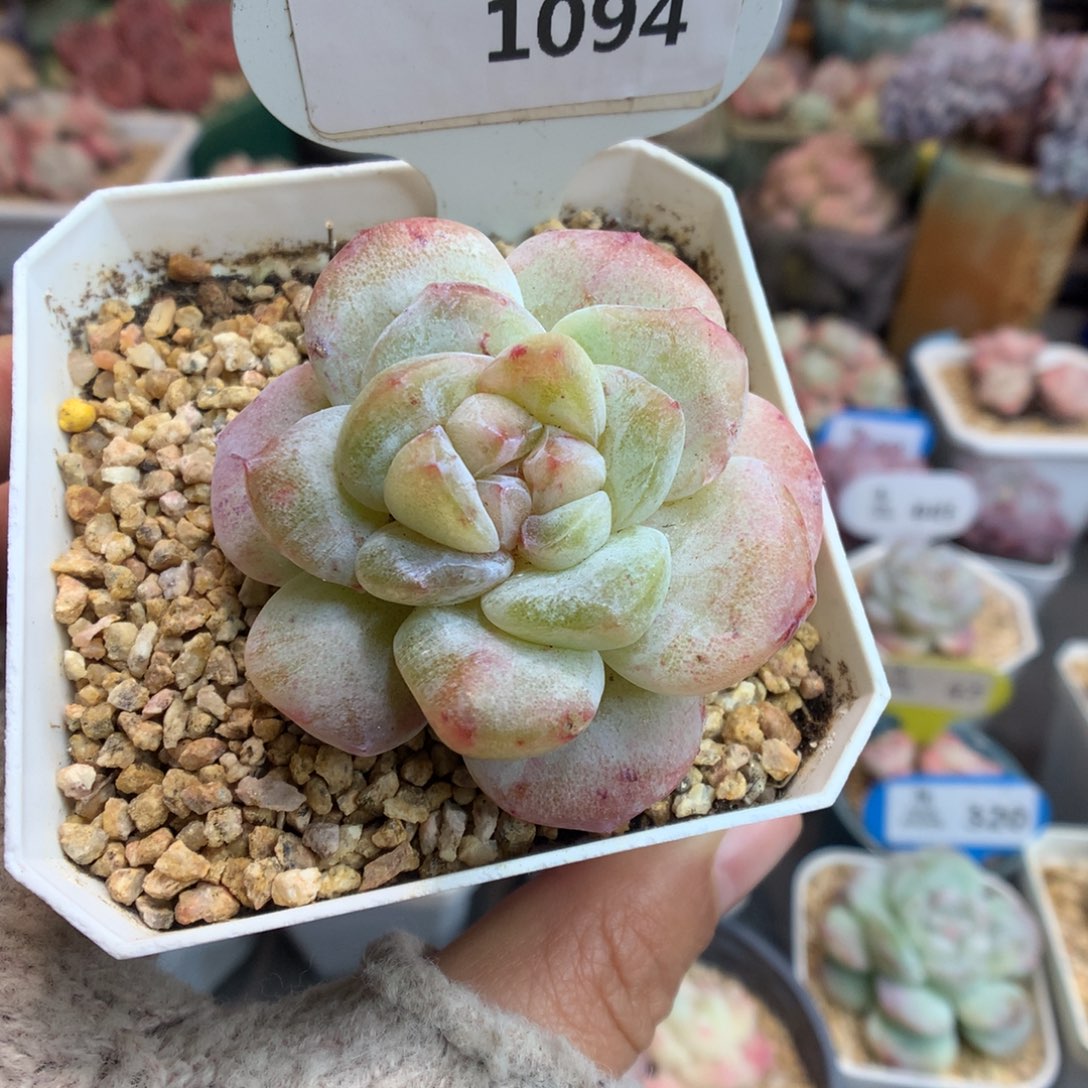 1094彩色渐变色冰玉石化