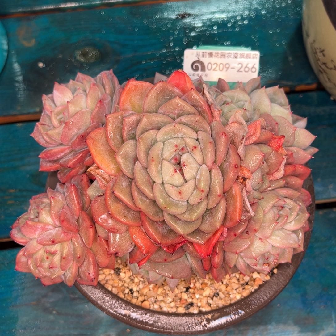 从前慢多肉精选编号0209.266