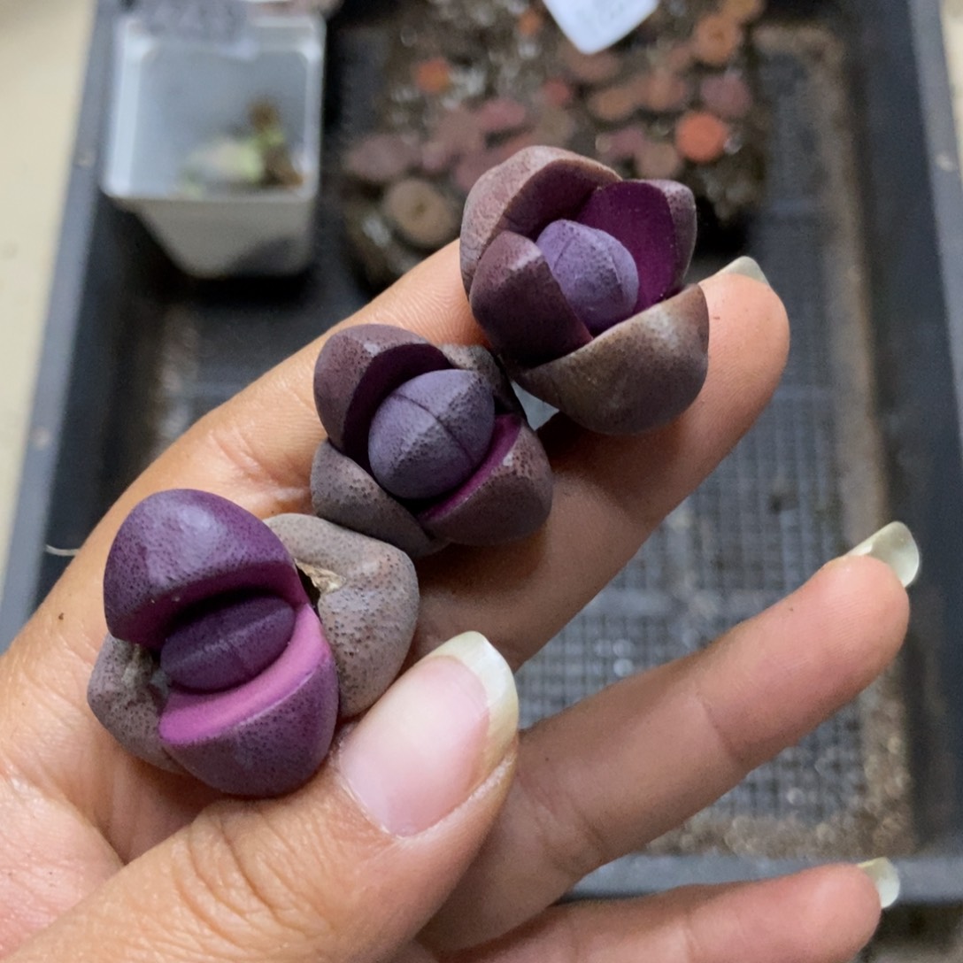 7750特价3颗紫帝玉