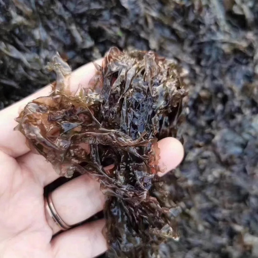 头水新鲜速冻紫菜 现割无添加防腐 250克/盒 加网兜 发8盒 顺丰