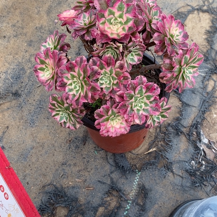 红桐超白131多肉植物法师法师