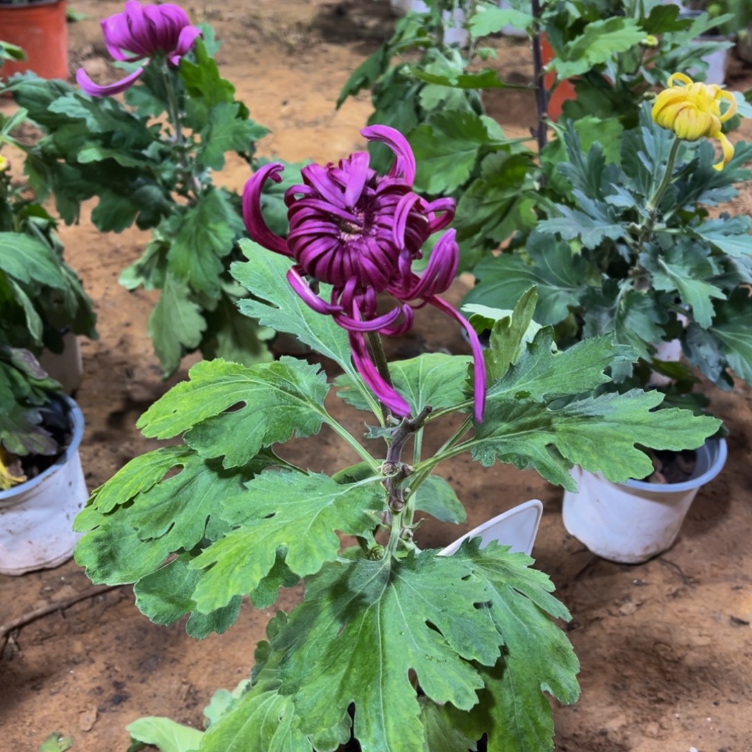 无花朵h3333333333