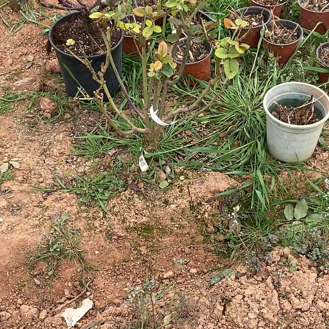 无花朵凤*红色豹子