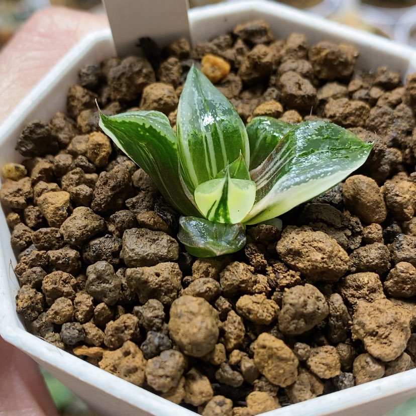 【闪购商品】11裹般若锦