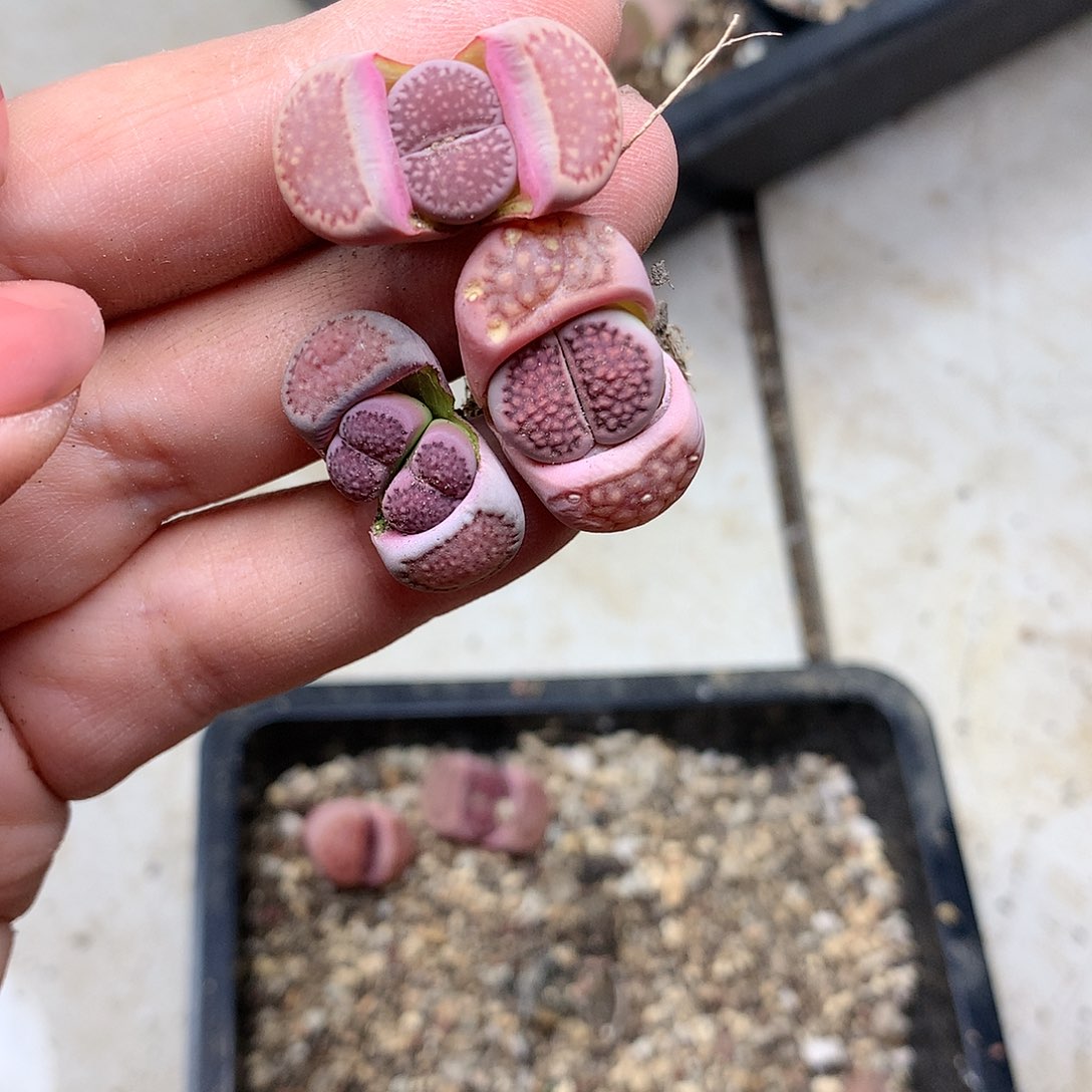 B320多肉植物保护研究所