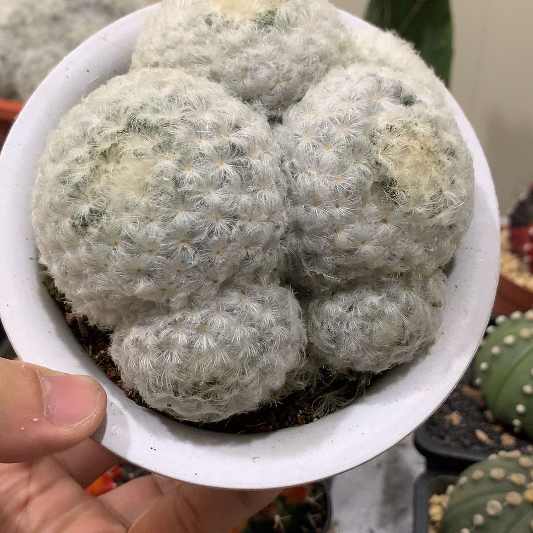 实生根白星仙人球