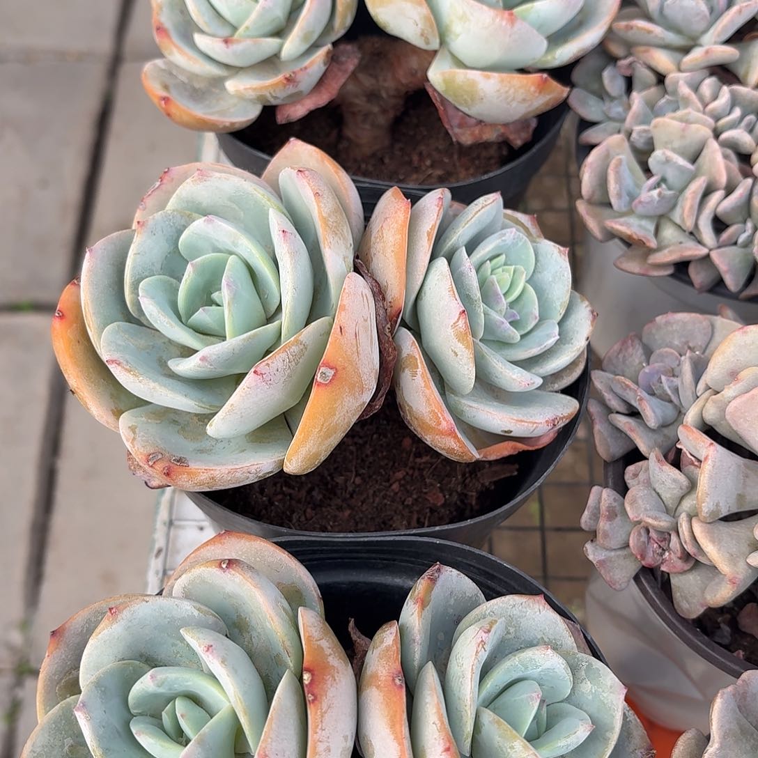 血凤大双头冠幅15㎝左右