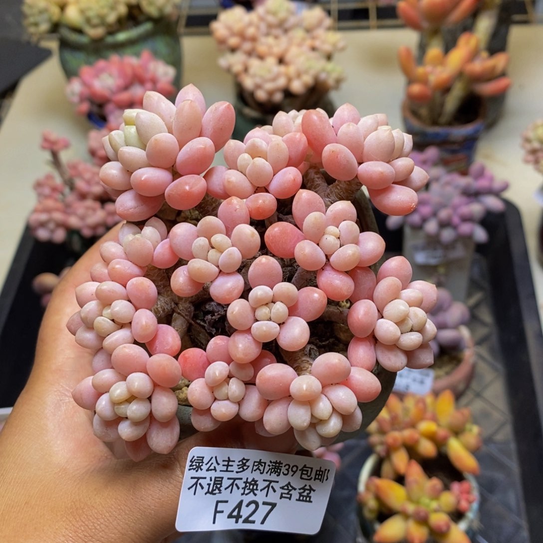 427鱼子酱多肉7cm