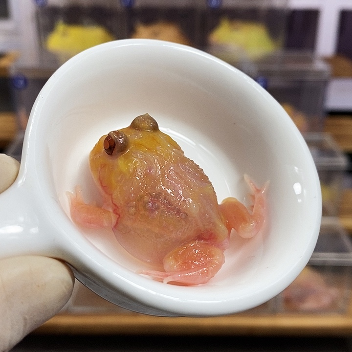 角蛙131号三基因红魔变异角蛙