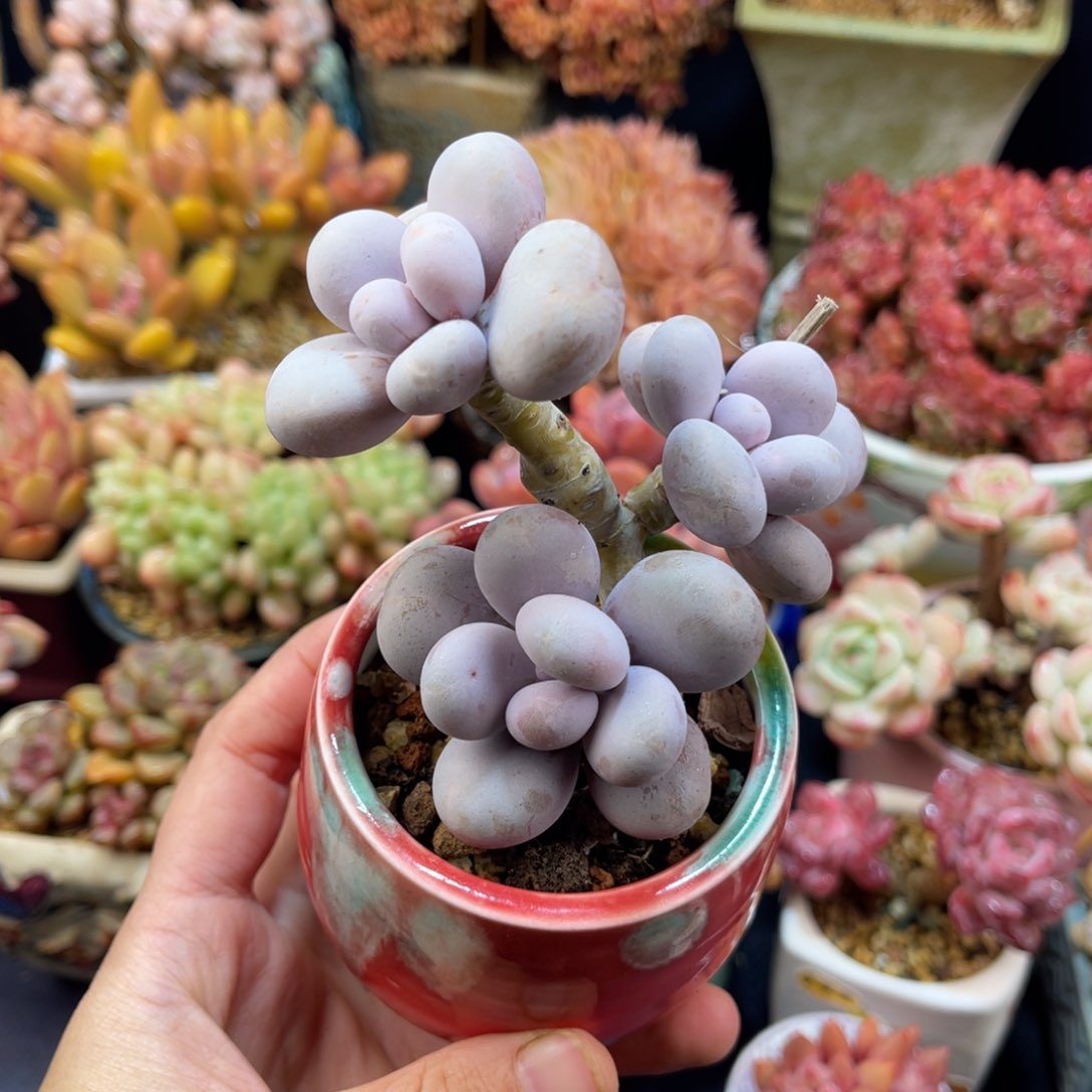 原始奶酪 九公分带盆