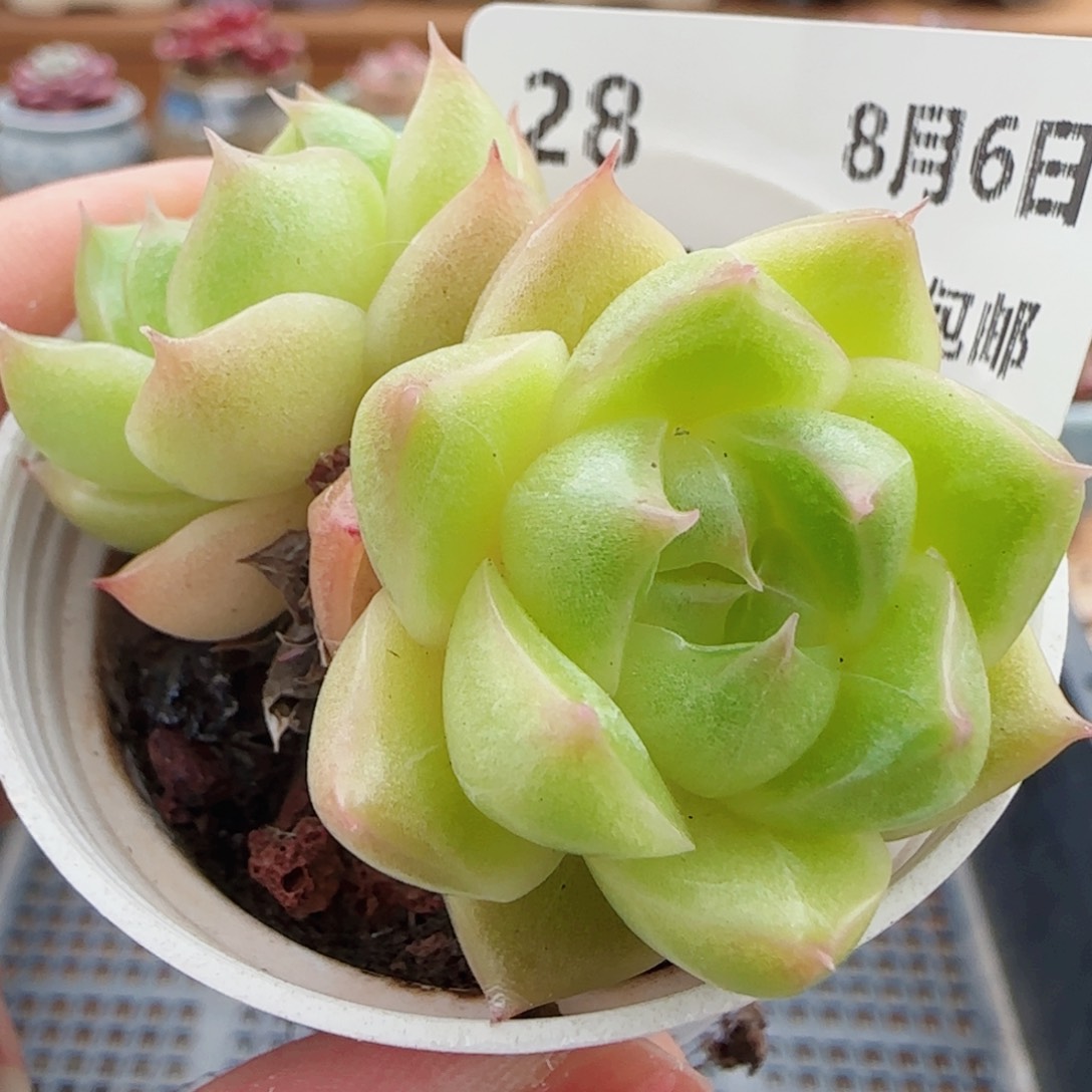 花语逸镜0806-28散