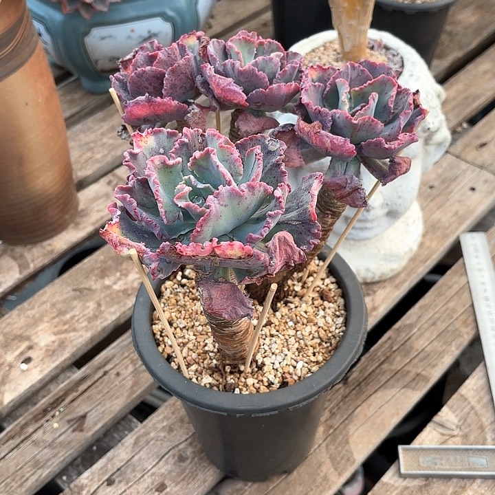 多肉植物，舞会红群