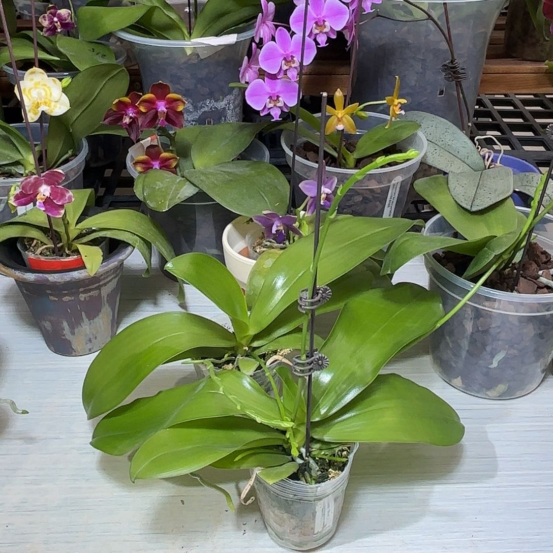 刘***哥当前无花栽培后可以开花蓝盾交蓝路德2颗